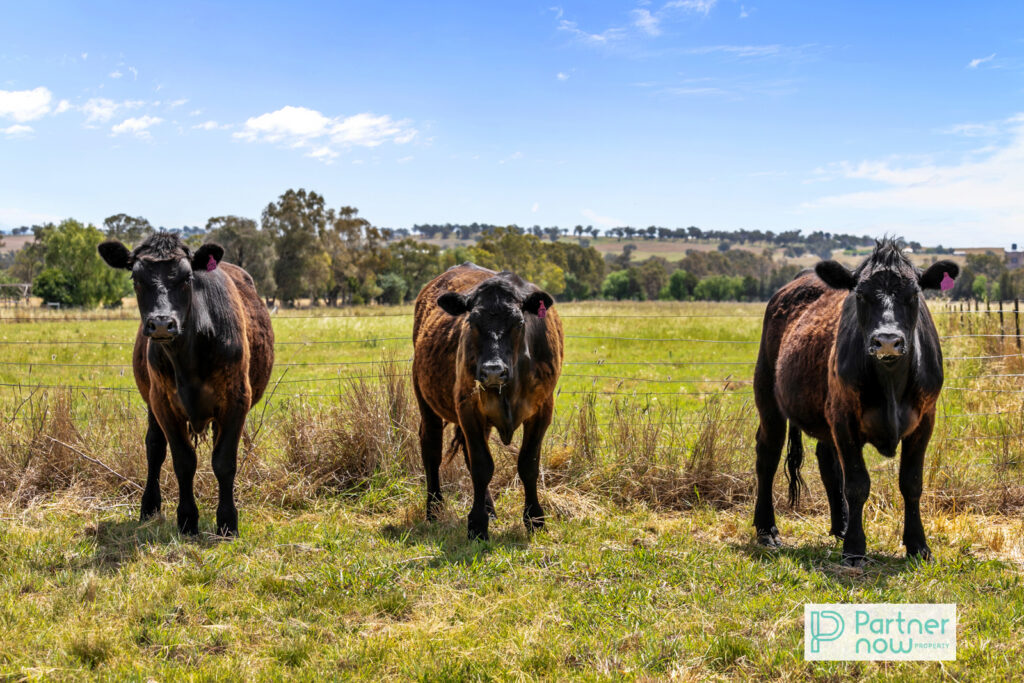 263 Meldorn Lane, Tamworth - Thumbnail 4